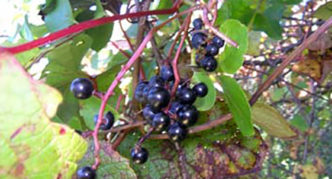 Amur wild grapes