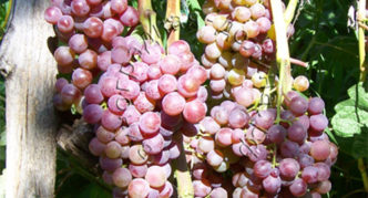 Russian early grapes