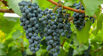 Amur grapes