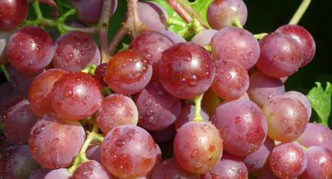 Chasselas pink grape