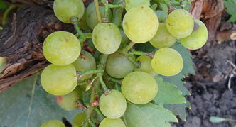 Grape Seedling Malengra