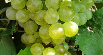 Galan grape