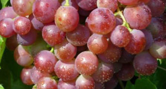 Shasla grape northern