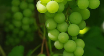 Gotesh grapes