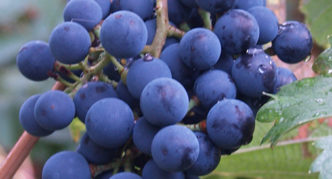 Northern grapes