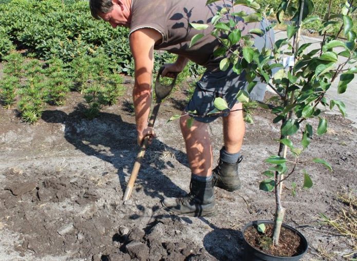 Planting an apple tree in summer