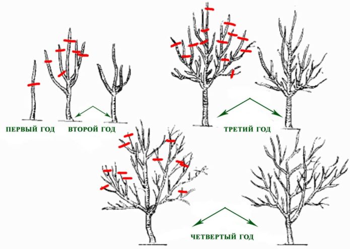 Apple tree pruning scheme