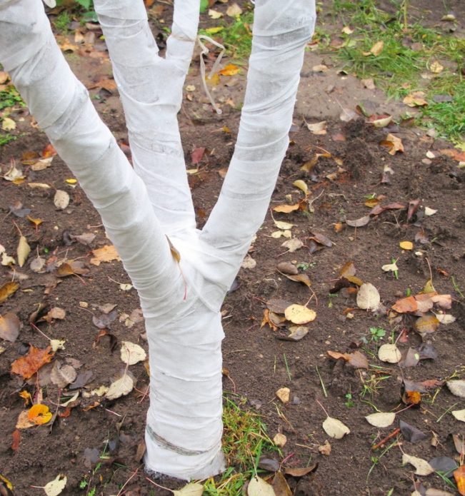 Preparing an apple tree for winter