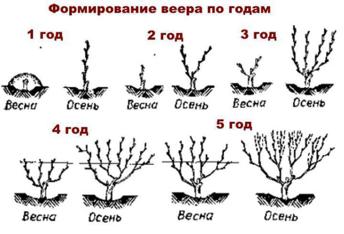 Вентилационно формоване на грозде