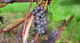 Zilga grape