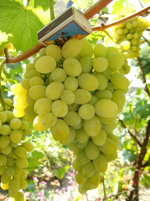 Bunch of grapes Pleven