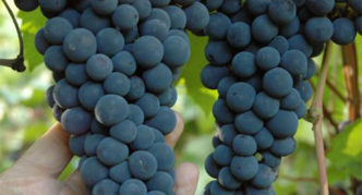 Amur breakthrough grapes