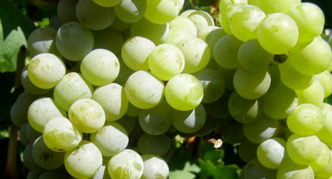 Lubava grapes