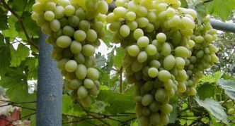 Moscow white grapes