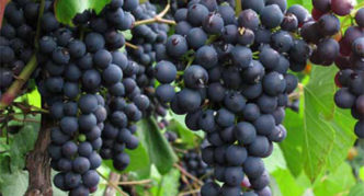 Grapes variety Memory Dombkovskaya