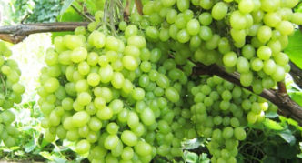 Aleshenkin's gift grapes