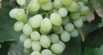 Cocktail grapes