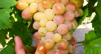 Grape varieties in Memory Strelyaeva