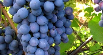 Agate Donskoy grapes