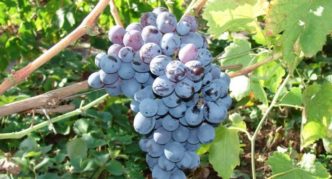 Alpha grapes