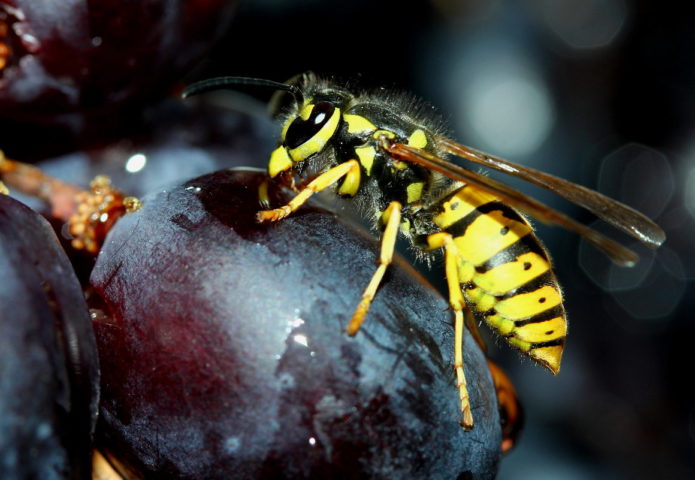 Wasps on berries