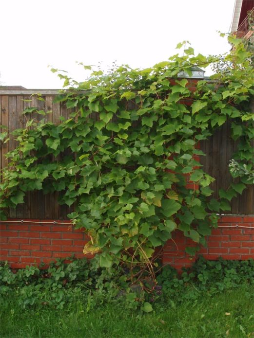 Grapes at the fence