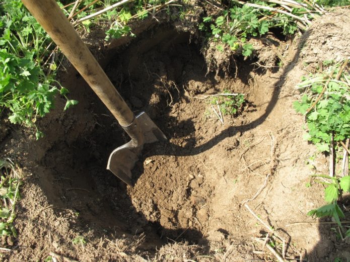 Preparing a pit for cherries