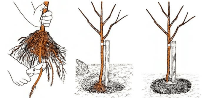 Tree planting scheme