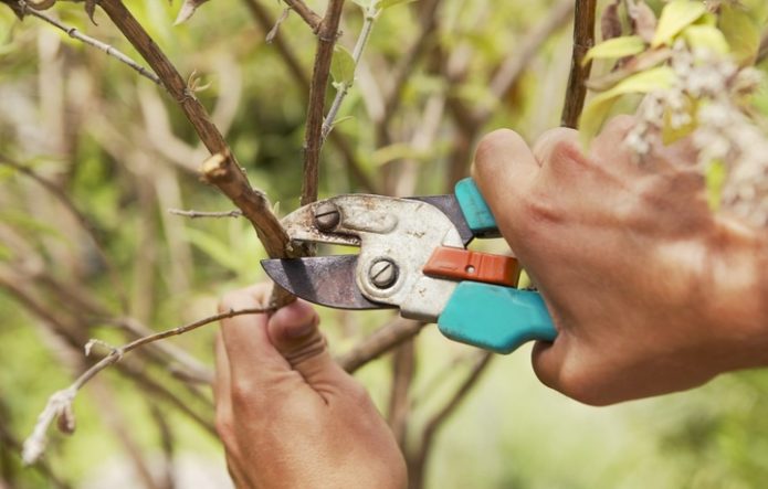 Cherry pruning