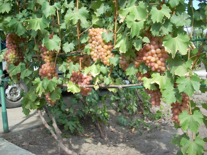 Helios grape bush