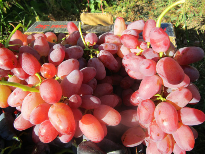 Bunches of grapes Helios