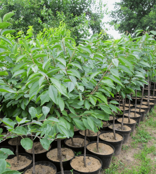 Closed root seedlings