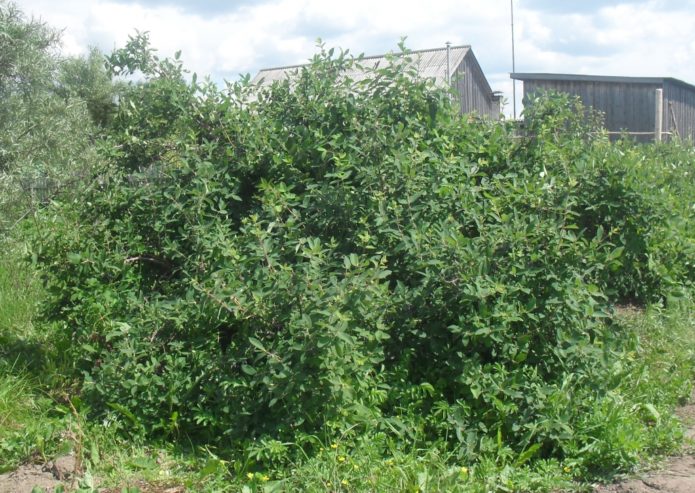 Honeysuckle bush