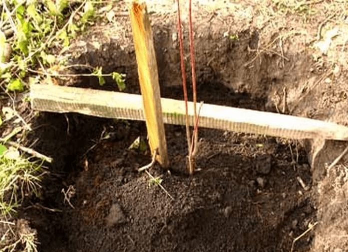 Planting honeysuckle