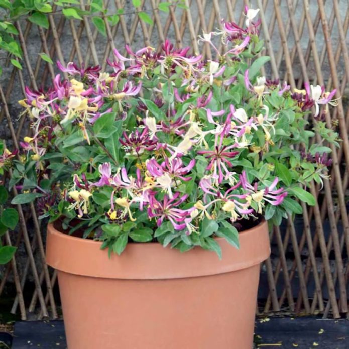 Honeysuckle in a container