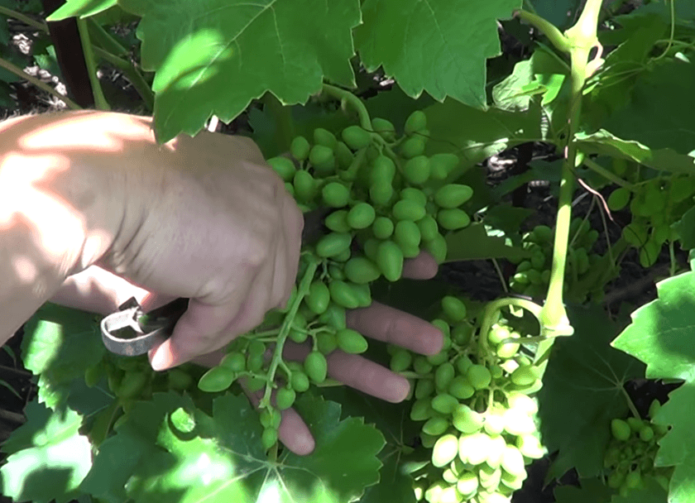 Thinning bunches of grapes in a path