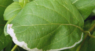 Leaves infested with miner fly larvae