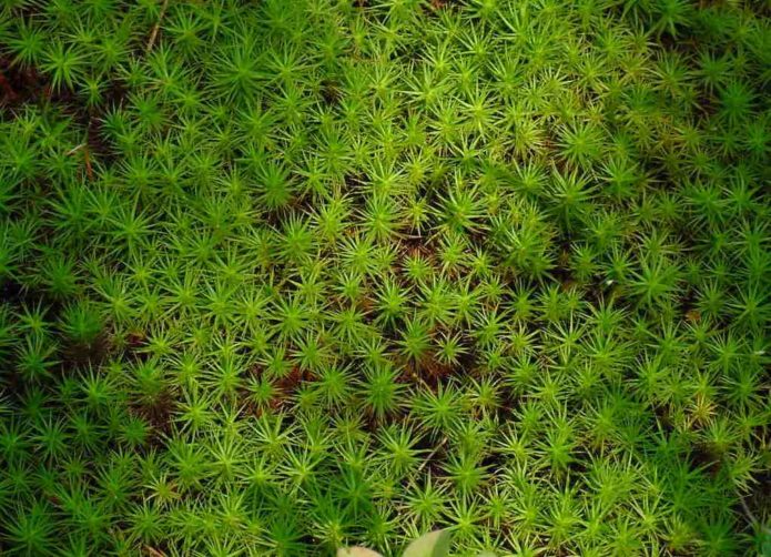 Sphagnum moss