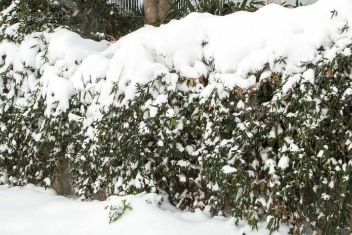 Honeysuckle in winter