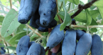 Honeysuckle variety Raisin