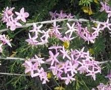 Albert's Honeysuckle Variety