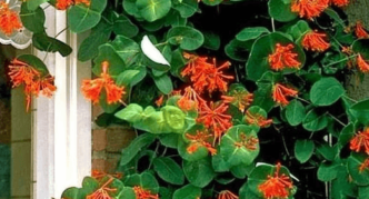 Brown Honeysuckle Variety