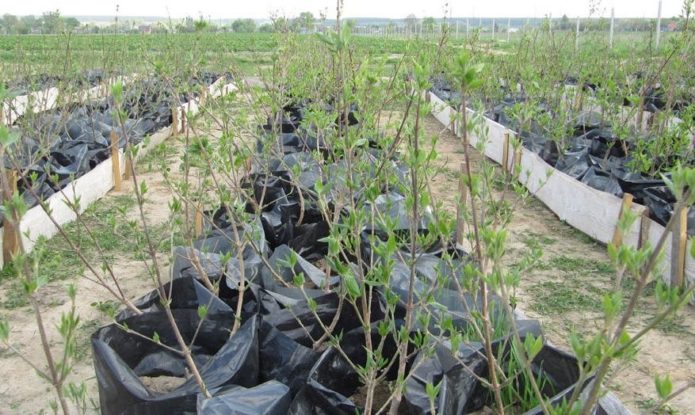 Dogwood seedlings