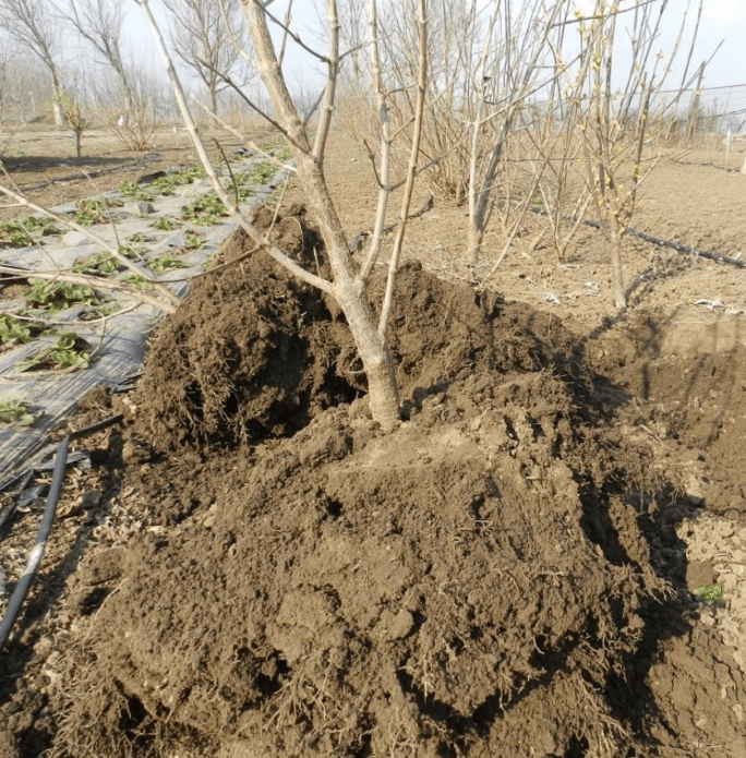 Dogwood transplant