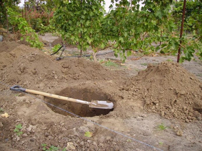 Dogwood planting pit