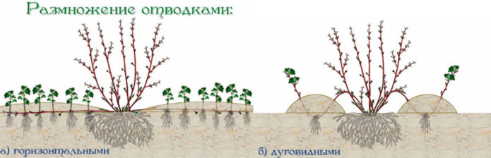 Dogwood propagation by layering