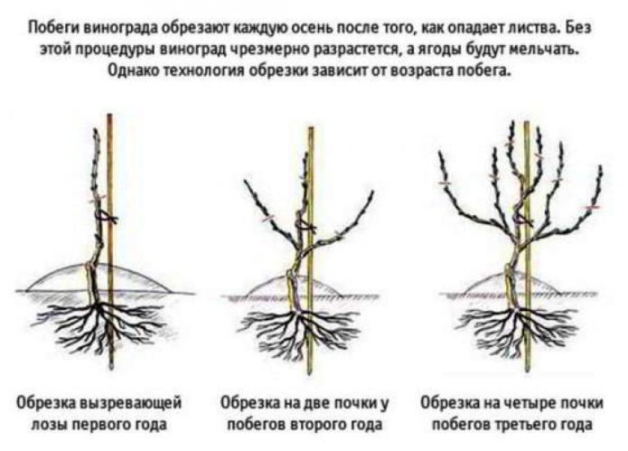 Grape pruning drawing