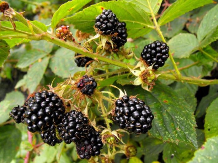 Blackberry Abundant