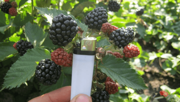 Blackberry Jumbo