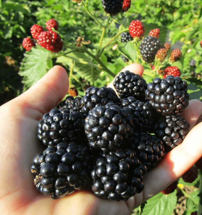 Blackberry Asterina